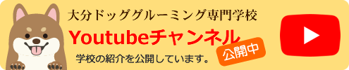 大分ドッググルーミング専門学校Youtubeチャンネル